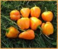 [A-002463] Baby Bell Yellow mini paprika