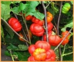 [A-003182] Solanum Aethiopicum Orange Prince decovruchtjes