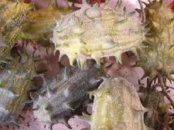 [A-017970] Cucumis Kiwano metuliferus sierkomkommertjes zaden kleinverpakking