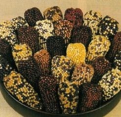 [A-000984] Zea Indian Berries siermaiszaden 1 kg