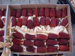 [A-000989] Zea Aardbeienmais siermaiszaden 1000 zaden