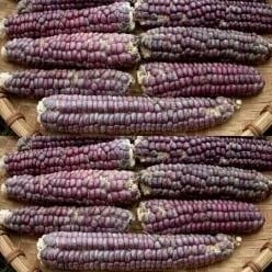 [A-023962] Zea Siermais Mandan Rood Clay Lavender Mandan