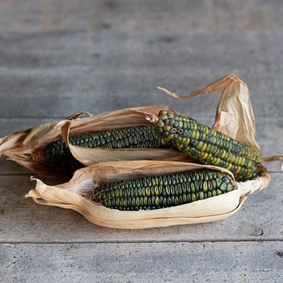 [A-023668-3] Zea Oaxacan Groen siermaiszaden 250 zaden