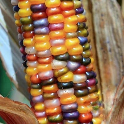 [A-023669-3] Zea Glass Gem siermaiszaden 250 zaden grote kolven