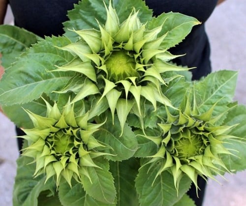 [A-025266-6] Helianthus SunFill Groen F1 Zonnebloemzaden 5000 zaden
