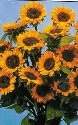 [A-000845] Helianthus Ring of Fire Zonnebloemzaden