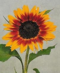 [A-017976] Helianthus Ring of Fire Zonnebloemzaden kleinverpakking