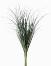 [A-013049] Grasbundel Onion Bush Donkergroen Zijdenbloem 45 cm bundel