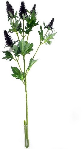 [A-013059] Erynchium Distel Zijdenbloem Blauw 77 cm per stuk
