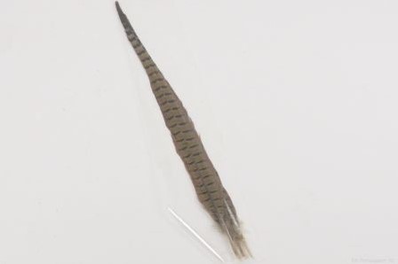 [A-016116] Fazantenveren large 50-55 cm 3 stuks