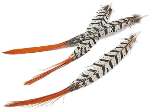 [A-024036] Fazantenveren Lady Amherst Orange Tip ca. 6 stuks