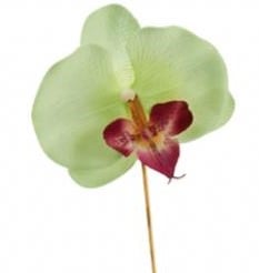 [A-004704] Bijsteker Orchidee op stok Lichtgroen per stuk