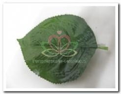 [A-004952] Hortensia Blad Zijden 10×15 cm pak 72 stuks