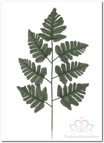 [A-007952] Ledervaren Zijdenbloem