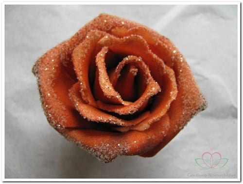 [A-008193] foam Rose Emilia 6cm snow Rusty / stuk per stuk