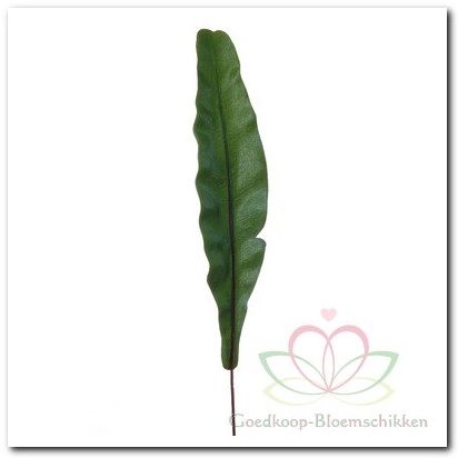 [A-008299] Aspleniumblad Zijdenblad 35 cm per stuk