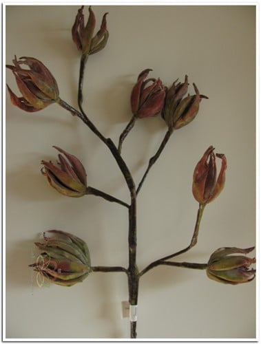 [A-008342] Magnolia Rusty Groen Foam Zijdenbloem x8 70 cm