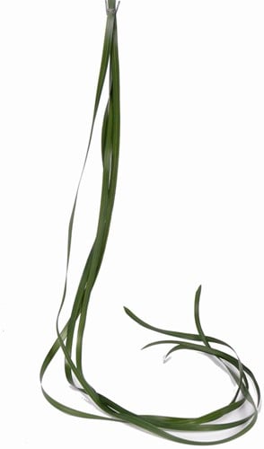 [A-011046] Berengras 120 cm Zijdenbloem Bundel 6 stuks