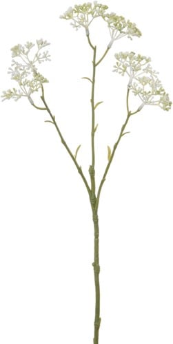 [A-012070] Limonium Creme Zijdenbloem L42