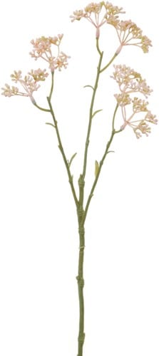 [A-012071] Limonium Roze Zijdenbloem L42