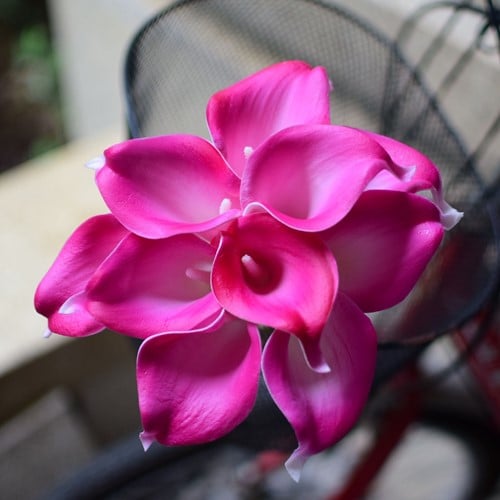 [A-015767] Calla Real Touch Fuchsia 7 cm 37 cm lang per stuk