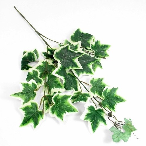 [A-016053] Hedera Bonte Klimop Tak Zijdenbloem groot ca. 60 cm