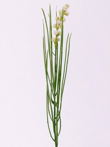 [A-019528] Grasbundel Wit Bloeiend Zijdenbloemen 50 cm 