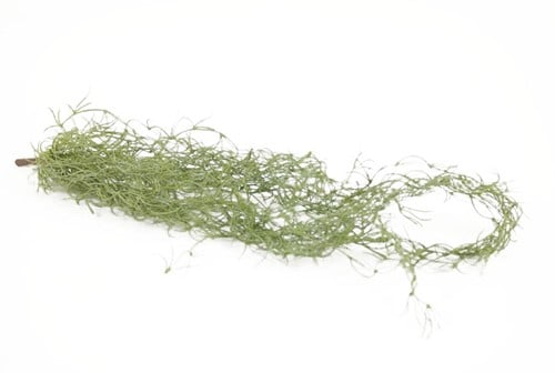 [A-021030] Tillandsia hangplant 75cm Prachtige hanger