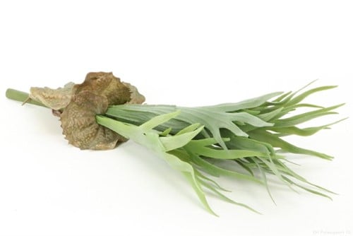 [A-021037] Hertshoornvaren Platycerium h45cm groen Staghorn