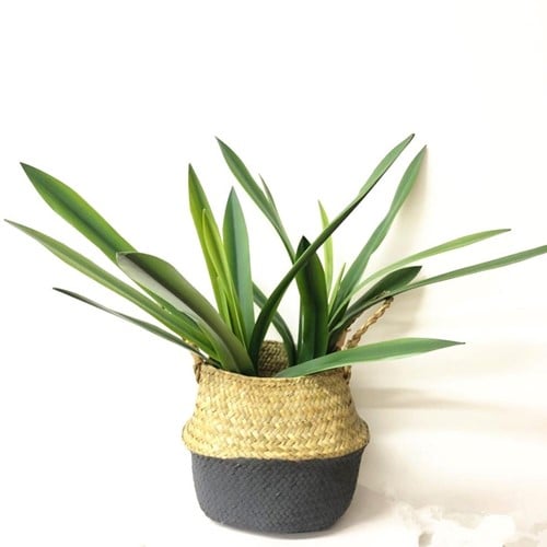 [A-023343] Orchideebladeren SMAL blad en wortel Cymbidium Latex ca. 50cm prachtige kwaliteit