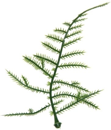 [A-024122] PLASTIC ASPARAGUS blad / zak 100st zelf bloemen maken