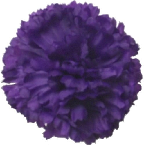 [A-024539] Anjerpick Paars Zijdenbloem per stuk