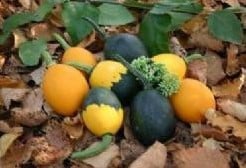 [A-018042] Goblin Egg Mix kalebas basiseenheid
