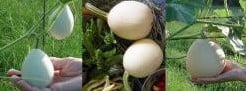 [A-018395] Cucurbita pepo Pears & Eggs - basiseenheid kalebas