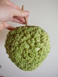 [A-000227] Bushel wratted pompoen 50 zaden