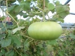 [A-000235] Corsican Lagenaria fleskalebas 50 zaden