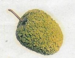 [A-001131] African Australian Warty