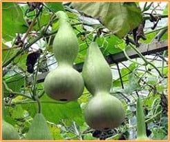 [A-001132] Lag Xiaohulu Lagenaria Fleskalebas zaden