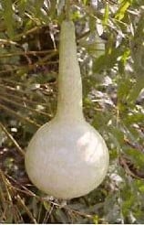 [A-001338] Tohono O Odham Lagenaria Fleskalebas 50 zaden