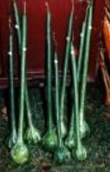 [A-001561] XXL Dipper Lagenaria fleskalebas