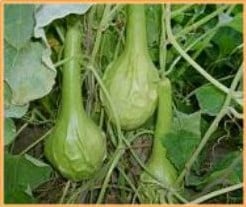 [A-002017] Marenka Limegroen Lagenaria Fleskalebas 50 zaden