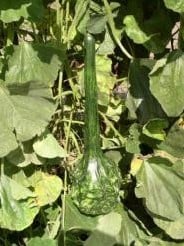 [A-002382] Marenka Speckled Lagenaria Fleskalebas 1000 zaden