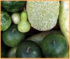 [A-003237] Lagenariamix Kleine Vruchten Fleskalebas zaden