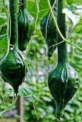 [A-003328] Maranka Large Darkgroen Dinosaur Lagenaria Fleskalebas