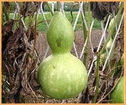 [A-006683] Lagenaria Lelenca Fleskalebas zaden