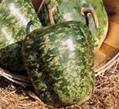 [A-017846] Speckled Apple Lagenaria fleskalebas basiseenheid zaden