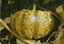 [A-017984] Cheese fleskalebas basiseenheid