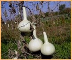 [A-018131] Bianca Lagenaria fleskalebas basiseenheid