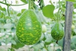 [A-018203] Lag Permaroma F1 Lagenaria Fleskalebas basiseenheid zaden