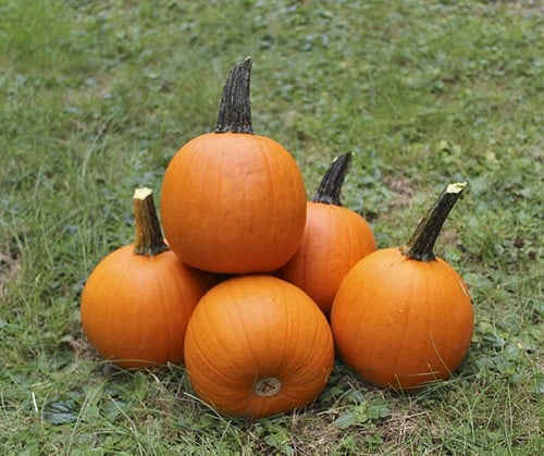 [A-018764] Spyro F1 PMT kleinere Halloween pompoen basiseenheid zaden